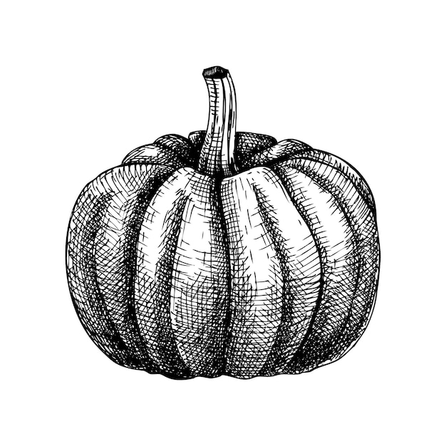 Dibujado a mano ilustración de calabaza. Dibujo de calabaza. Elemento del día de acción de gracias. Bosquejo del festival de la cosecha de otoño. esquema de comida de otoño. Calabaza de Halloween.