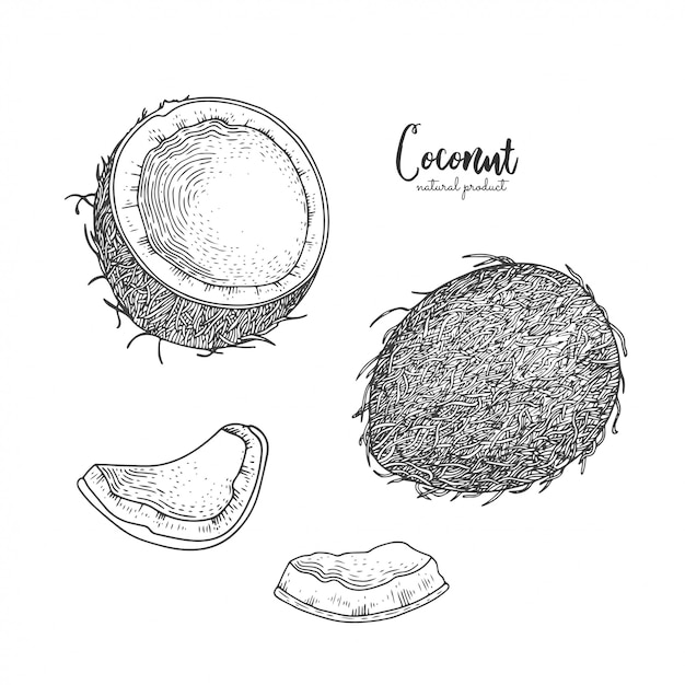 Dibujado a mano ilustración de coco aislado sobre fondo blanco. Grabado art.