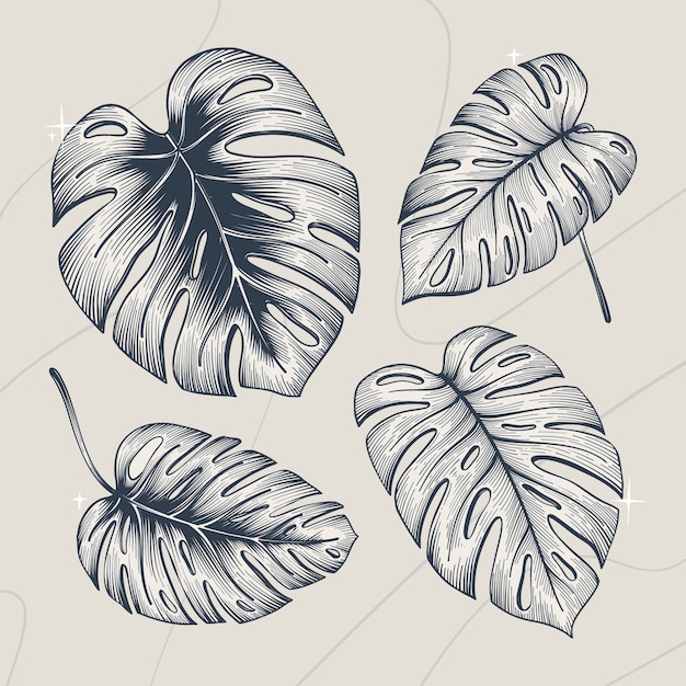 Dibujado a mano ilustración de contorno de hoja de monstera