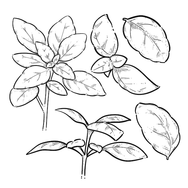 Dibujado a mano ilustración de dibujo de albahaca