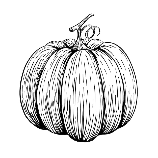 Dibujado a mano ilustración de dibujo de calabaza