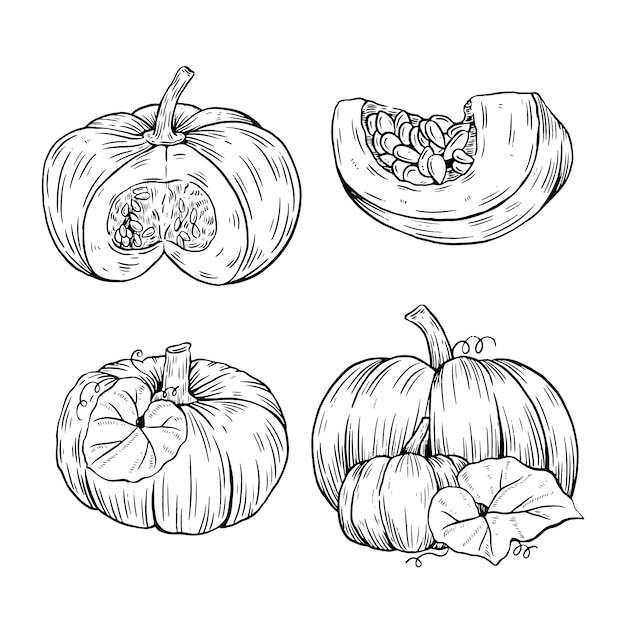Dibujado a mano ilustración de dibujo de calabaza