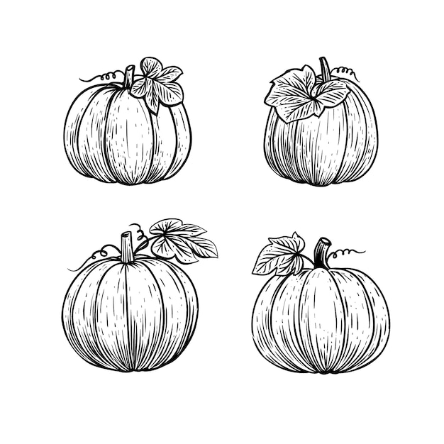 Dibujado a mano ilustración de dibujo de calabaza