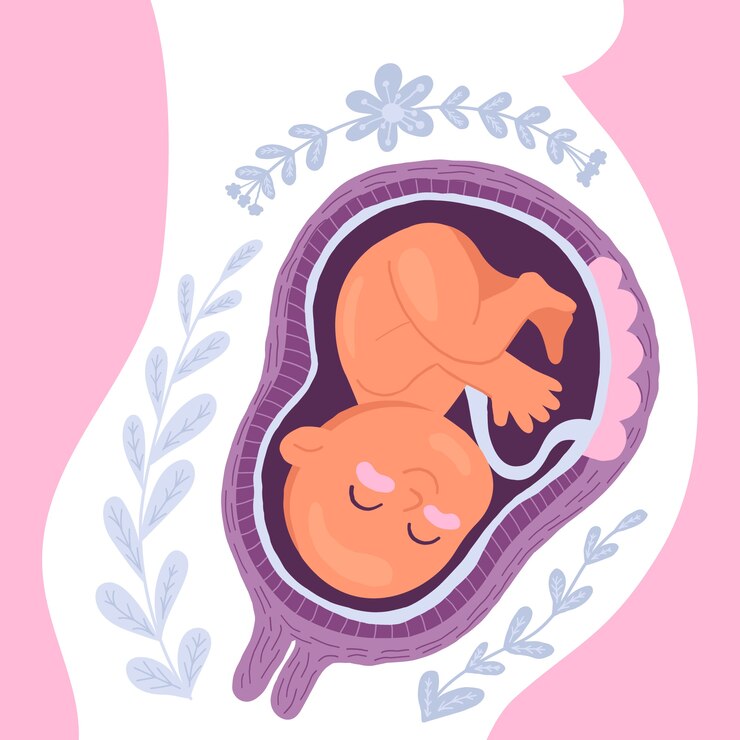 Vector dibujado a mano ilustración de feto