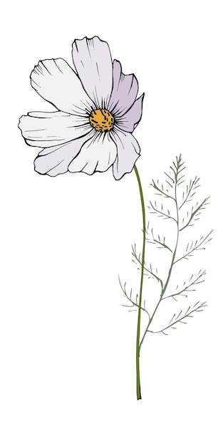 Dibujado a mano ilustración de flor de cosmos blanca