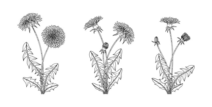 Vector dibujado a mano ilustración floral de diente de león con arte lineal sobre fondos blancos.