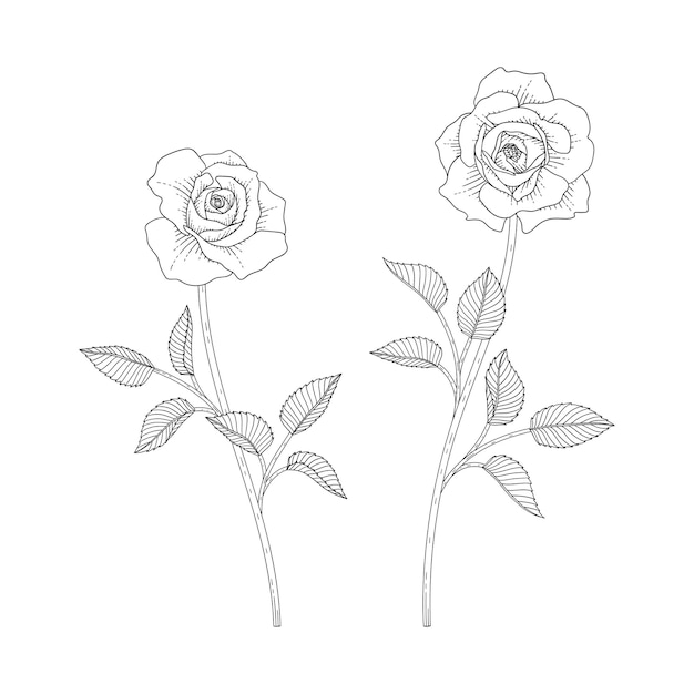 Dibujado a mano ilustración floral rosa con arte lineal sobre fondos blancos. Diseño de decoración para logotipo, tarjeta, guardar la fecha, saludo, tarjetas de invitación de boda, póster, pancarta.