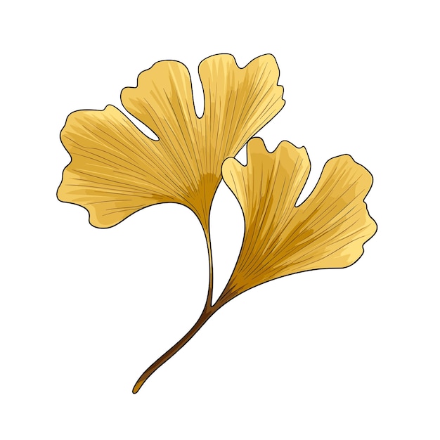 Vector dibujado a mano ilustración de hoja de ginkgo de color plano