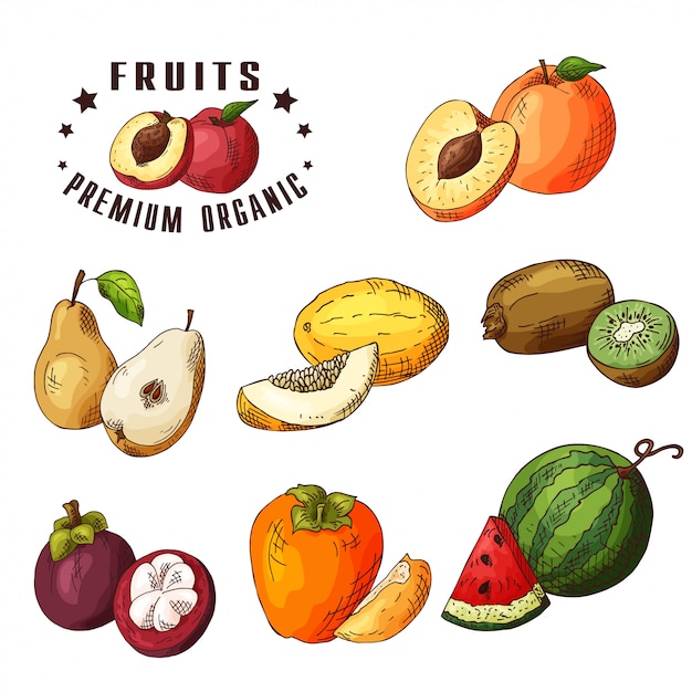 Vector dibujado a mano ilustración de pera, melón, kiwi, albaricoque, mangostán, caqui, sandía.