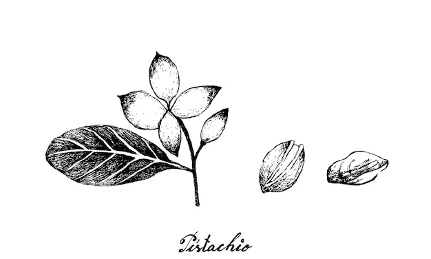 Dibujado a mano ilustración de pistacho