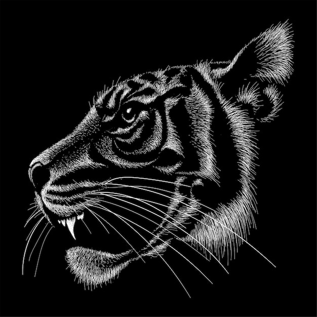 Dibujado a mano ilustración en tiza estilo tigre