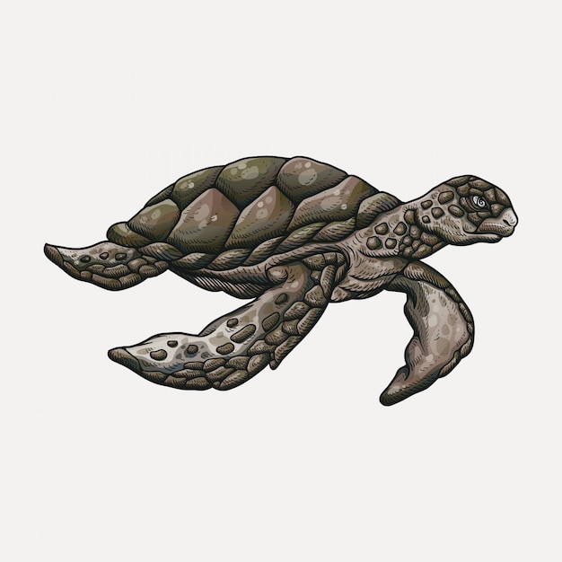 Vector dibujado a mano ilustración de tortuga marina