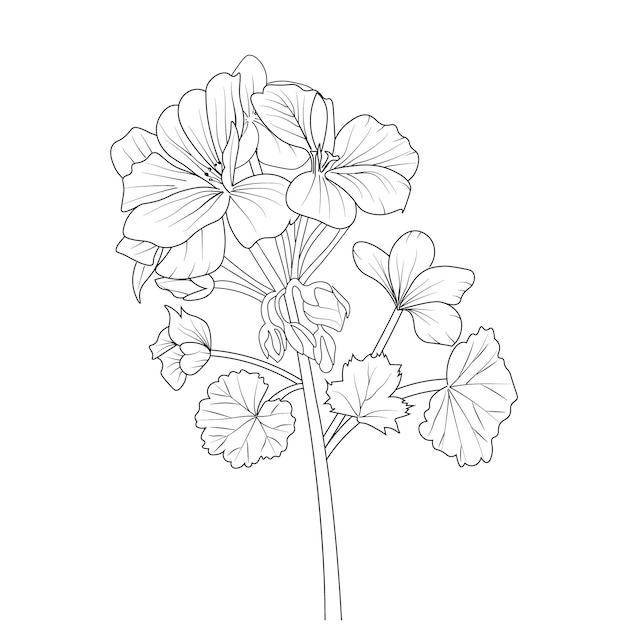 dibujado a mano ilustración vectorial arte de tinta grabada ramo de flor de geranio para colorear página prediseñada