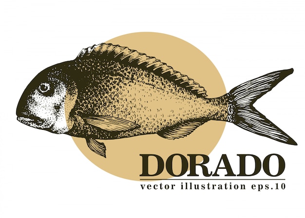 Dibujado a mano ilustración vectorial de peces dorado.