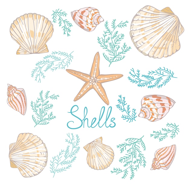 Dibujado a mano ilustraciones vectoriales - colección de conchas marinas.