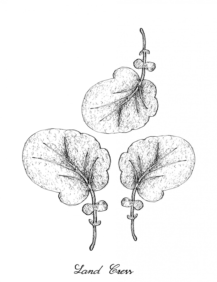 Vector dibujado a mano de land cress sobre fondo blanco