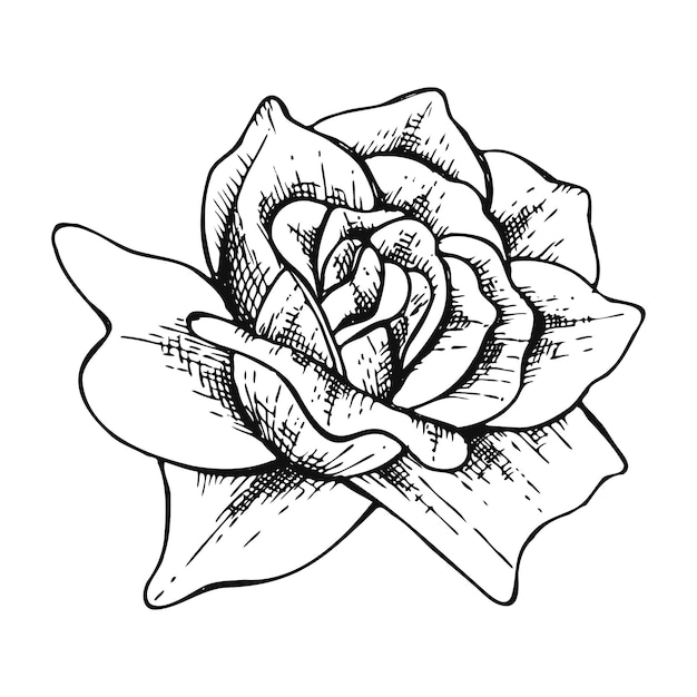 Dibujado a mano línea arte rosa flor ilustración aislado en blanco