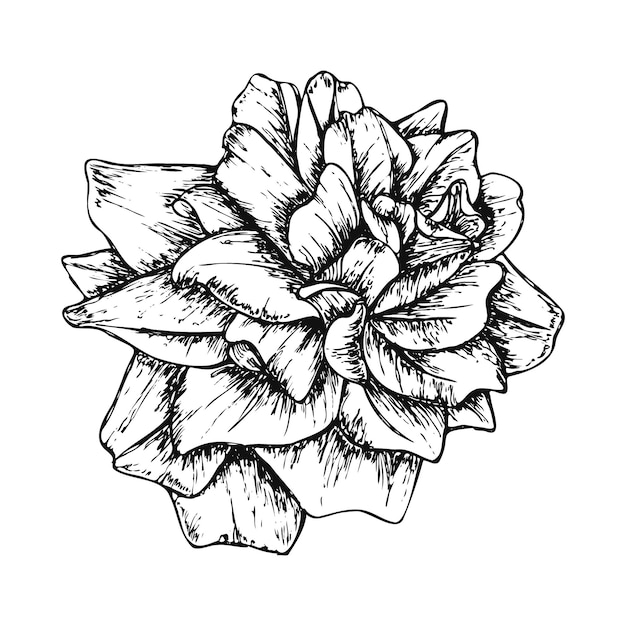 Dibujado a mano línea arte rosa flor ilustración aislado en blanco