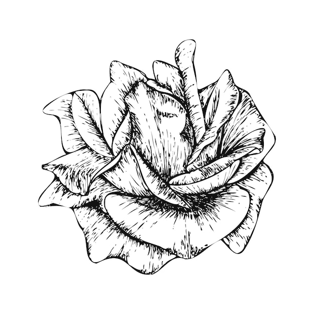 Dibujado a mano línea arte rosa flor ilustración aislado en blanco