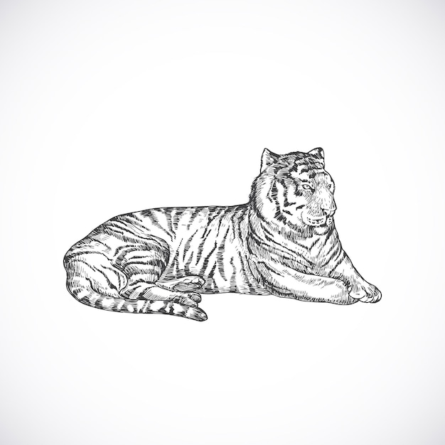 Dibujado a mano mentira tigre Vector ilustración Animal abstracto boceto grabado estilo dibujo aislado