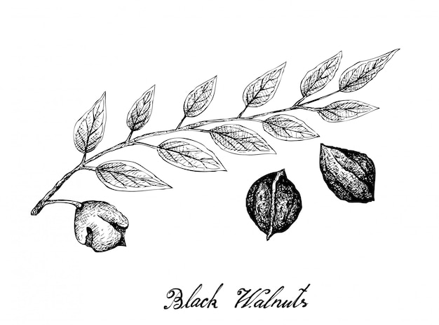 Dibujado a mano de nueces negras en una rama