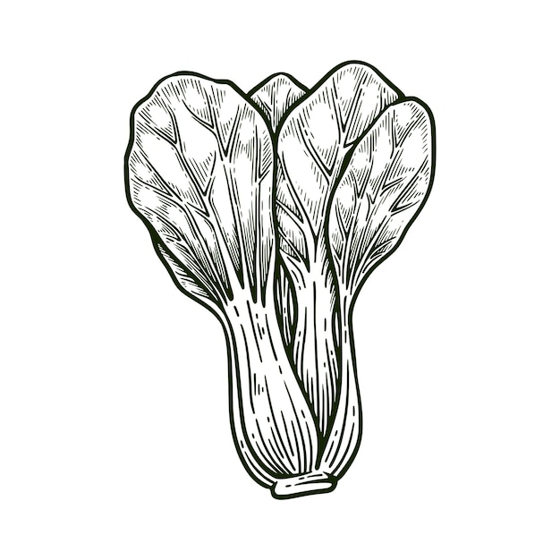 Dibujado a mano Pak Choi o Bok Choy Arte de línea Estilo de grabado Ilustración vectorial