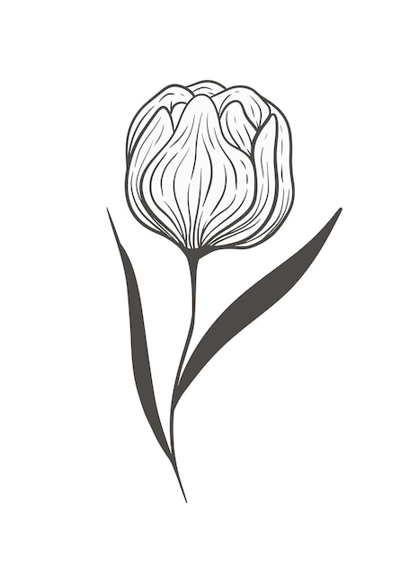 Dibujado a mano peonía negra rosa flor floral vector ilustración Elemento de arte de línea para tarjeta de invitación de boda icono logotipo símbolo libro para colorear marca femenina producto de belleza y decoración