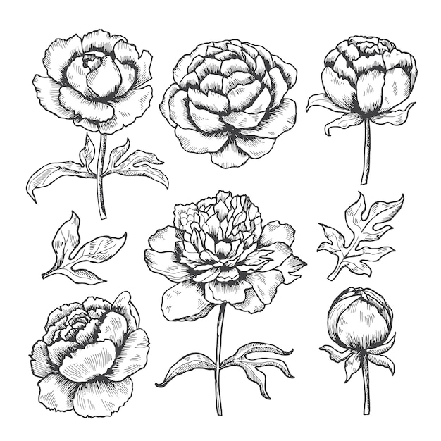 Dibujado a mano peonías. Dibujo de jardín floral de capullos de flores y colección de hojas de peonías