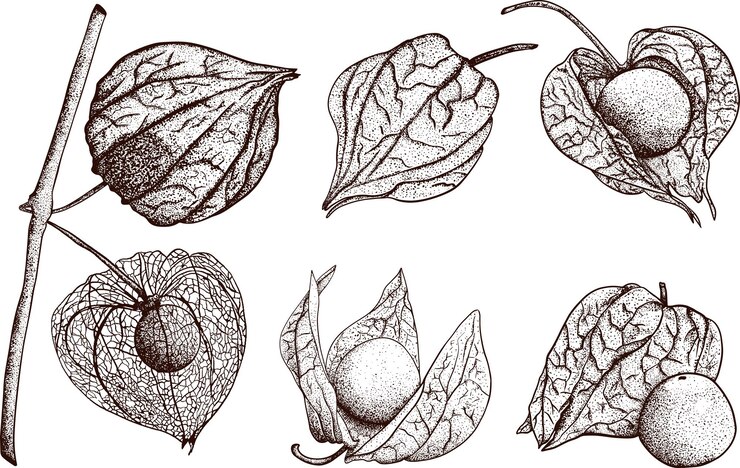 Vector dibujado a mano physalis planta y fruta tomatillo superfood vector conjunto dibujado a mano ilustración