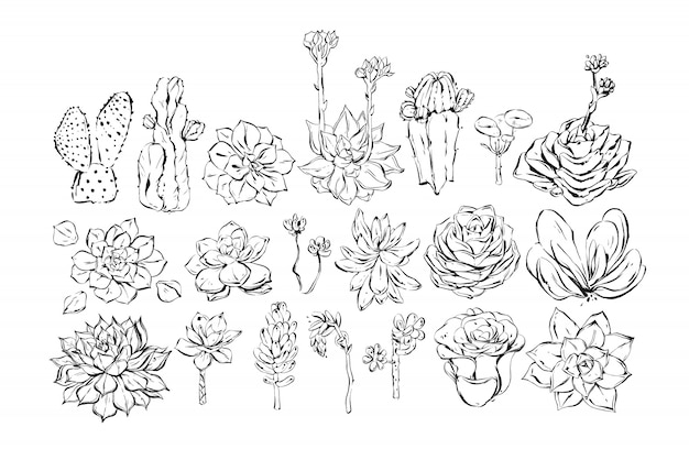 Dibujado a mano pincel de tinta con textura boceto dibujo gran colección con flores suculentas y cactus sobre fondo blanco. Elementos de decoración de bodas y cumpleaños