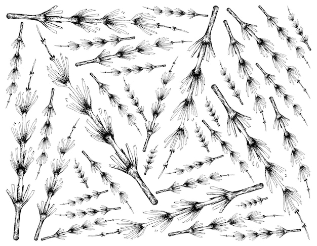 Vector dibujado a mano de plantas de equisetum