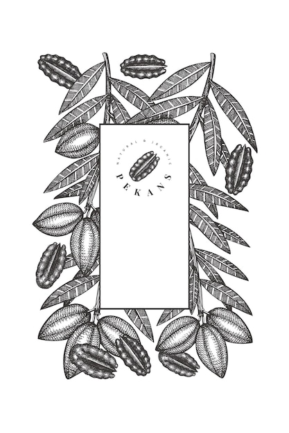 Vector dibujado a mano plantilla de diseño de rama y granos de nuez. ilustración de vector de alimentos orgánicos sobre fondo blanco. ilustración de nuez retro. cuadro botánico de estilo grabado.