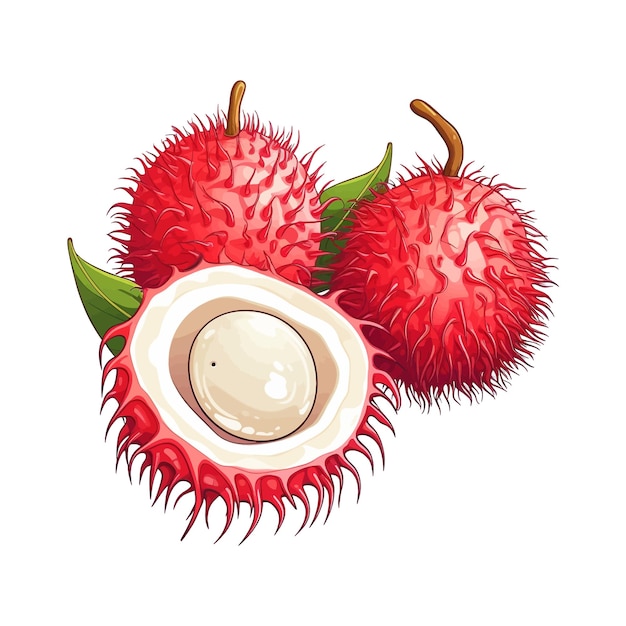 Dibujado a mano Rambutan Vector dibujos animados aislados de fondo blanco