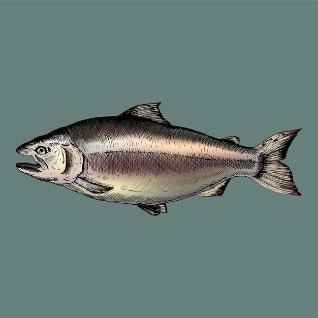 Dibujado a mano salmón pescado
