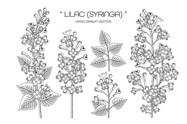 Dibujado a mano Syringa vulgaris (Lila común) flor decorativa conjunto de arte de línea negra aislado sobre fondos blancos.