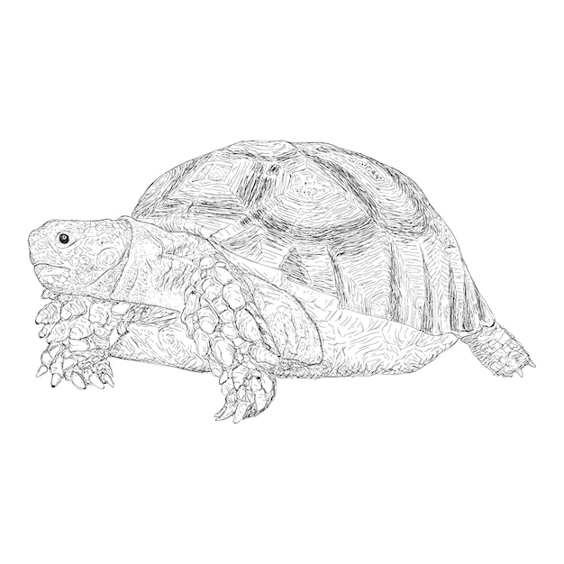 Vector dibujado a mano tortuga ilustración vectorial