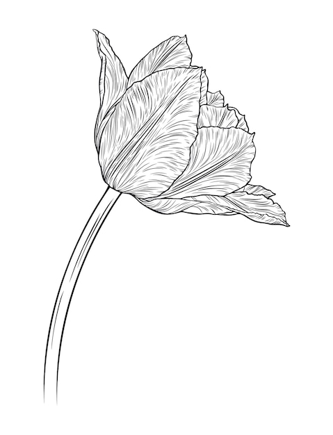 Dibujado a mano tulipanes de fideos decorativos dibujados a mano en líneas Ilustración vectorial
