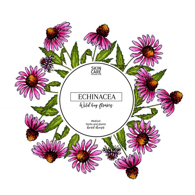Dibujado a mano vector echinacea banner de flor pupurea.