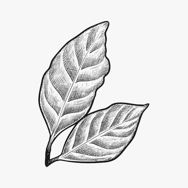 Dibujado a mano vector de hoja de café