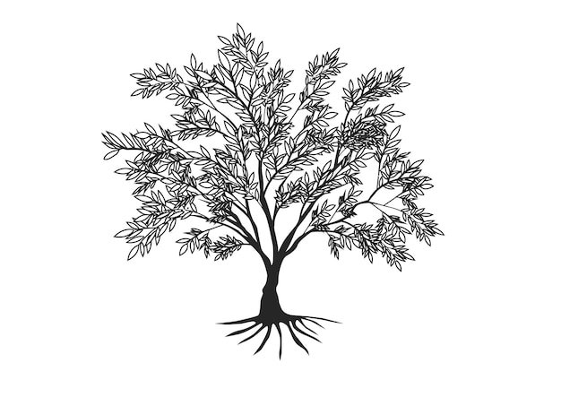 dibujado a mano vector olivo