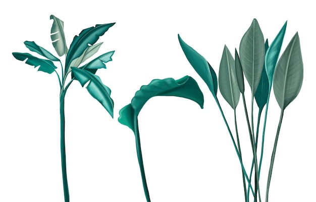 dibujado a mano vector verde hojas tropicales