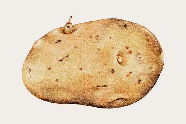 Dibujado a mano vector vintage patata fresca