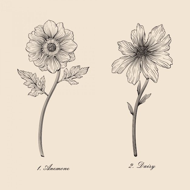 Dibujado a mano vintage hermosa flor botánica anémona y margarita vector ilustración conjunto