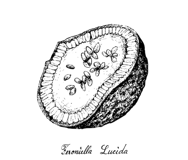 Vector dibujados a mano de feroniella lucida fruits