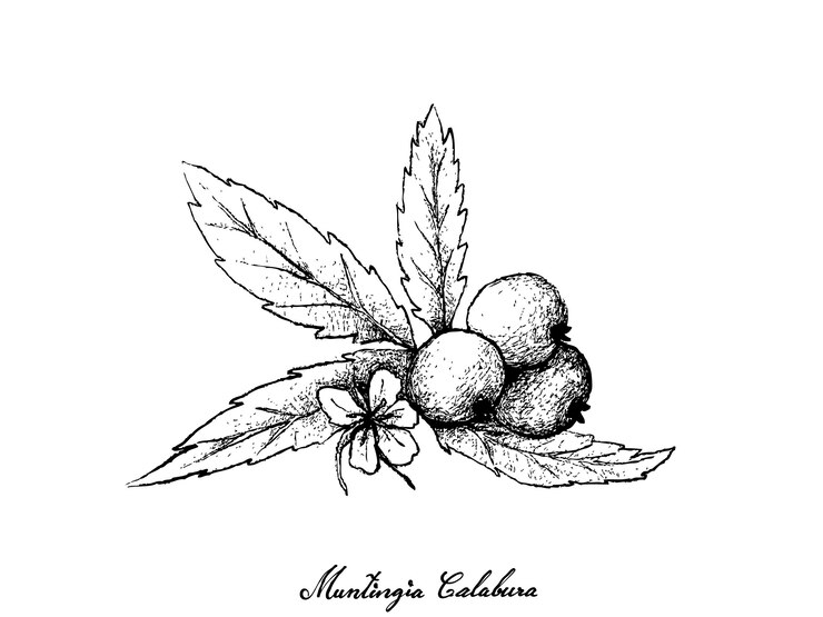 Vector dibujados a mano de frutas de muntingia calabura