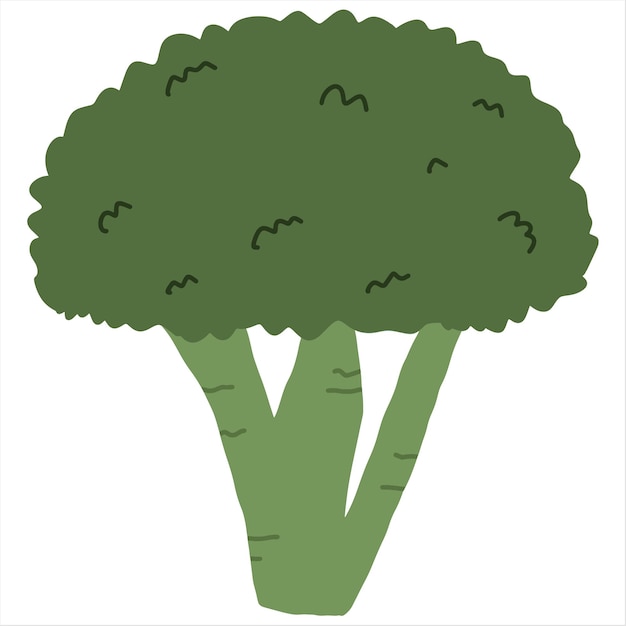 Dibujando un brócoli verde para tu cuerpo saludable