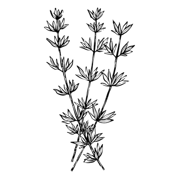 Vector dibujando a mano hojas de timán de cerca sobre un fondo blanco