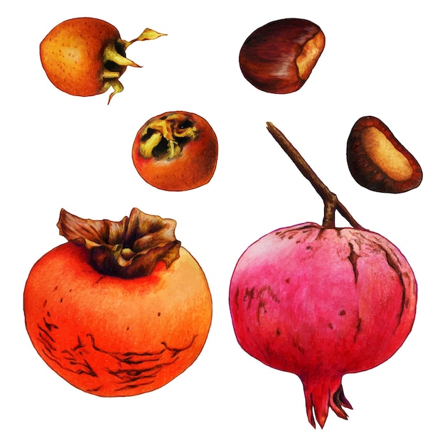 Dibujar a mano acuarela fruta de otoño