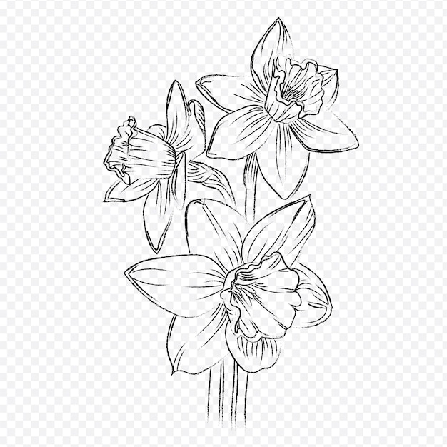 Dibujar a mano el contorno vectorial de las flores de narcisos