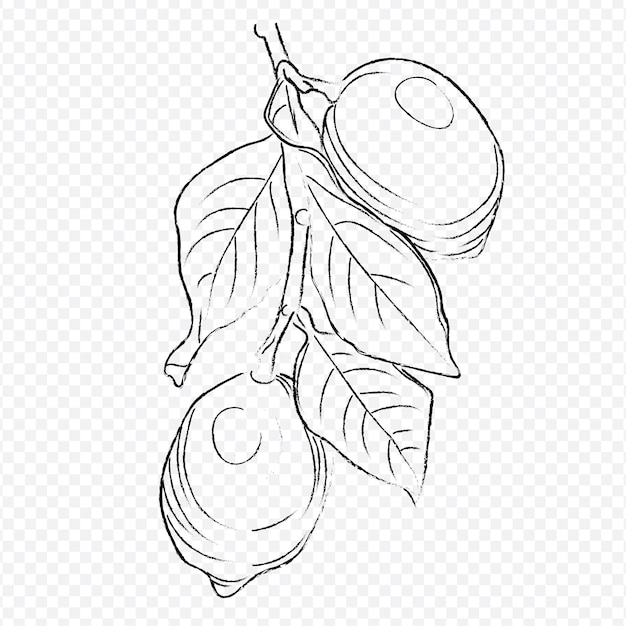 Dibujar a mano un contorno vectorial de una rama de limón